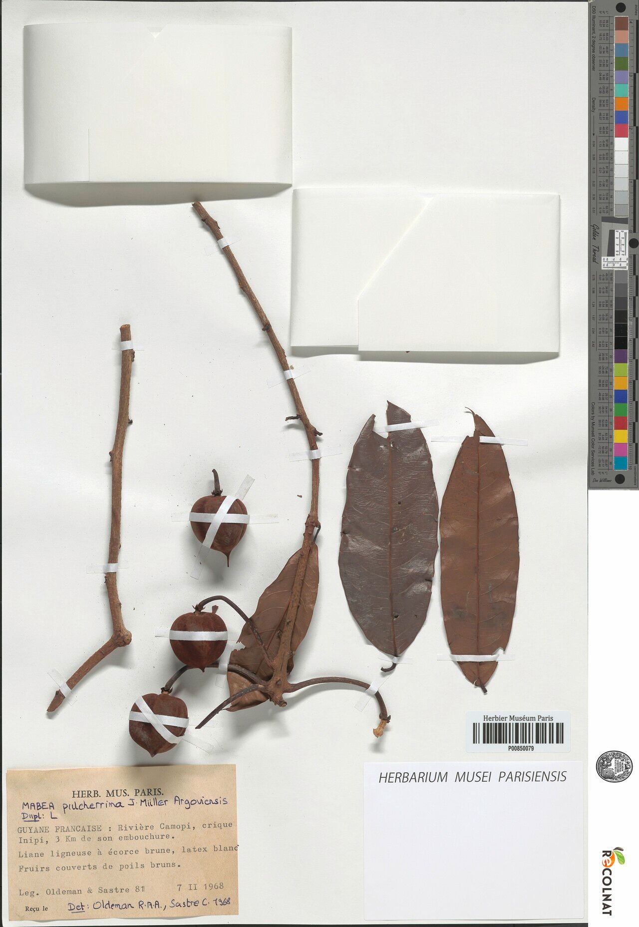 Mabea pulcherrima fruit