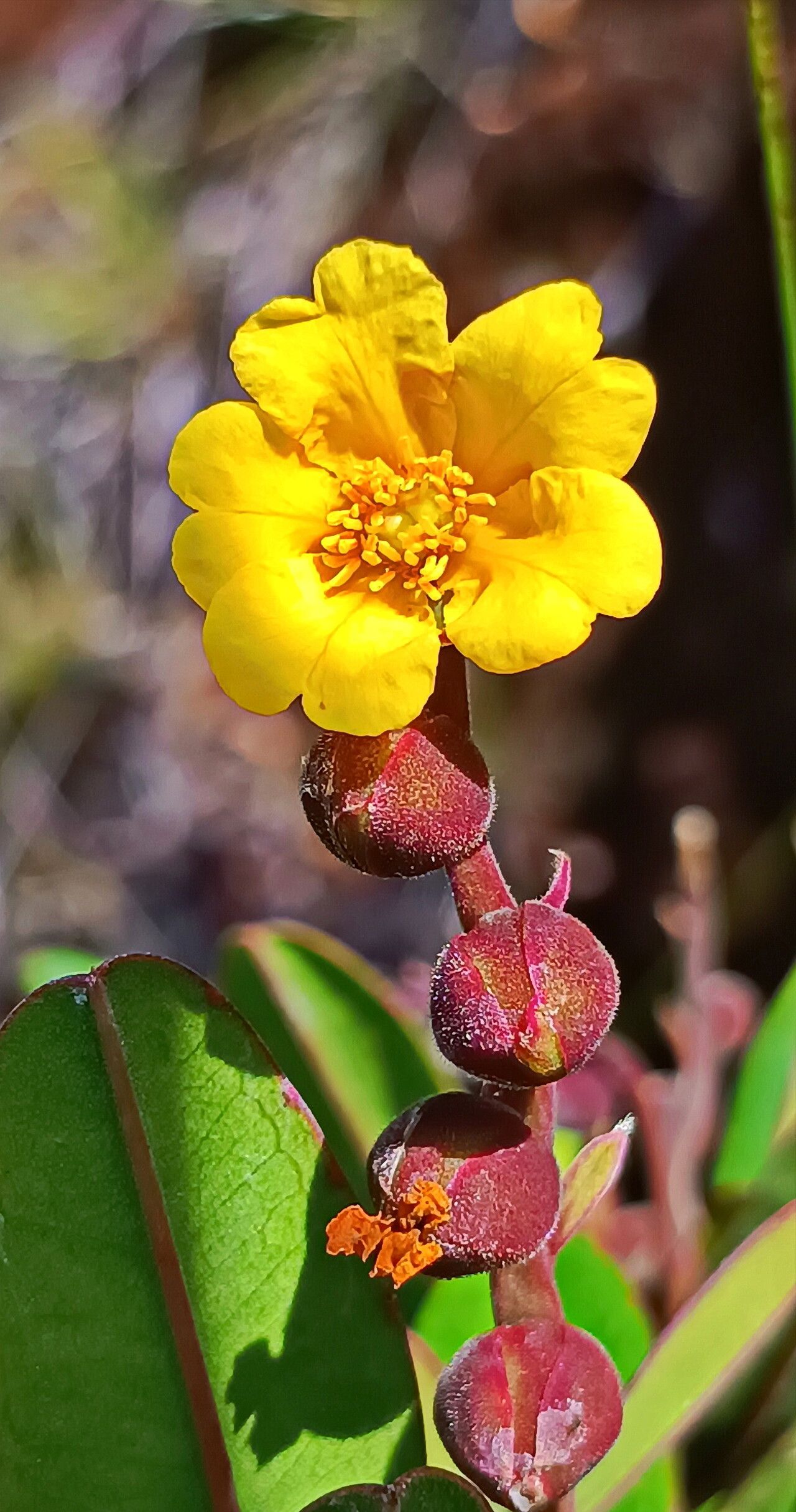 Hibbertia trachyphylla fruit