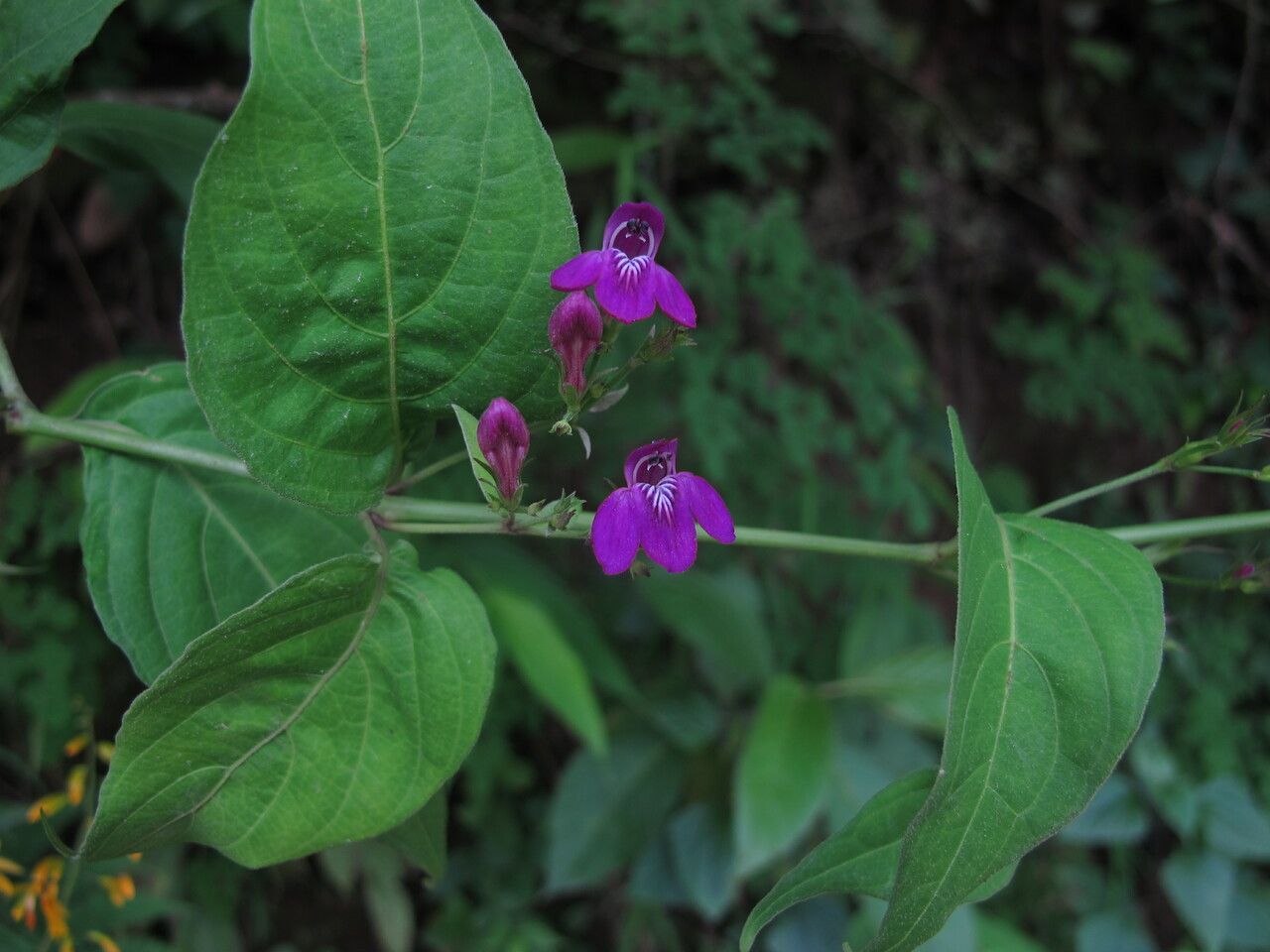 Justicia pubigera — houseplant care guide