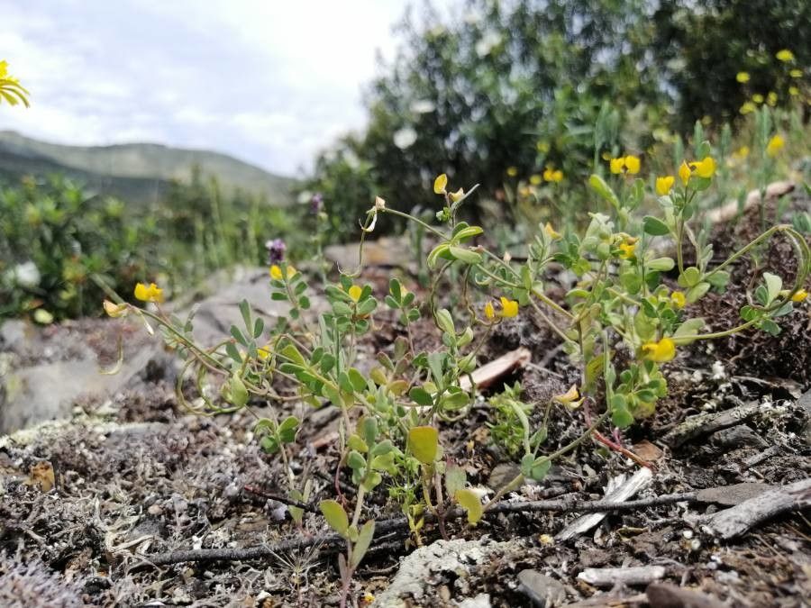 Coronilla repanda flower