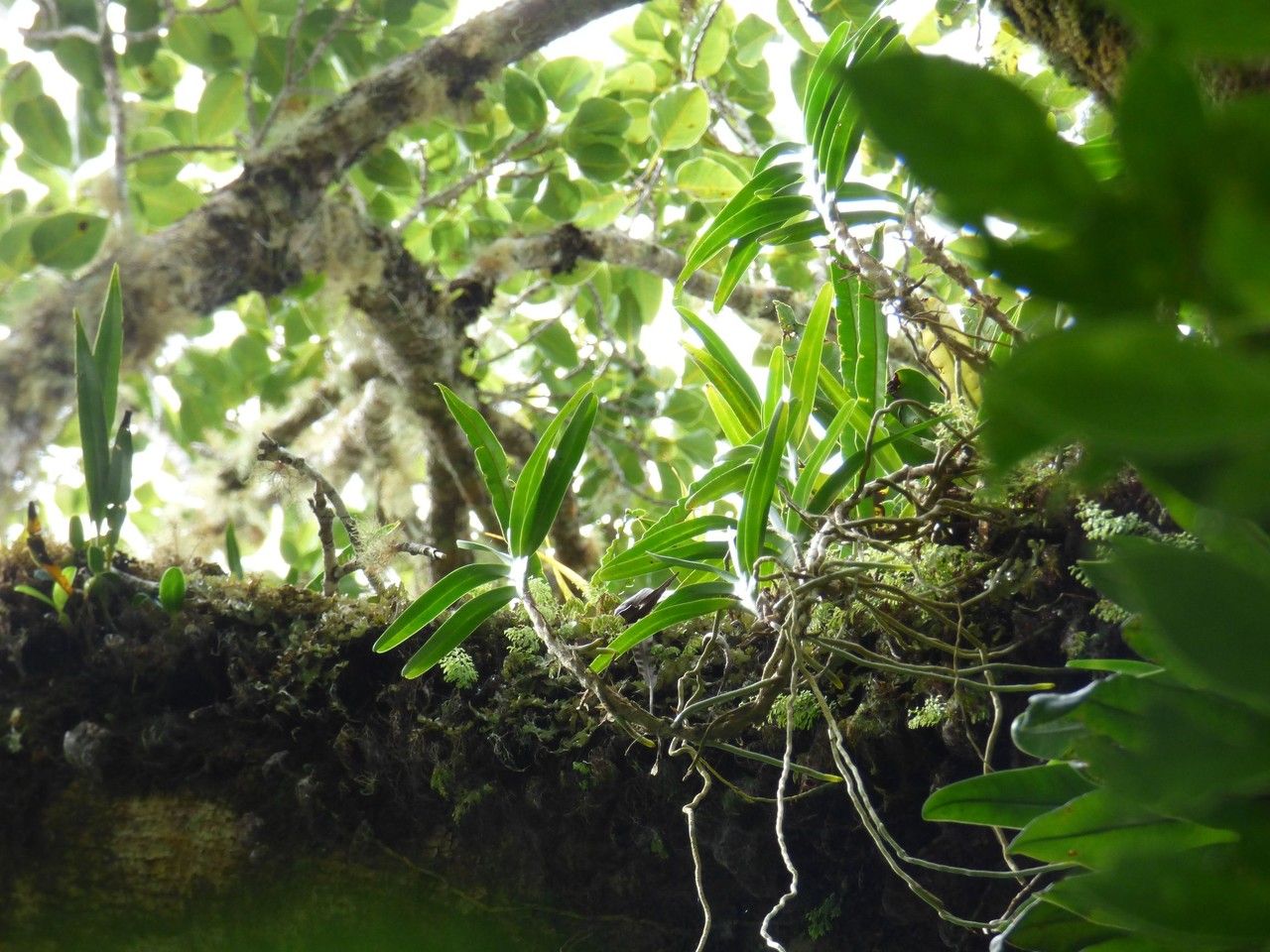 Jumellea bosseri habit