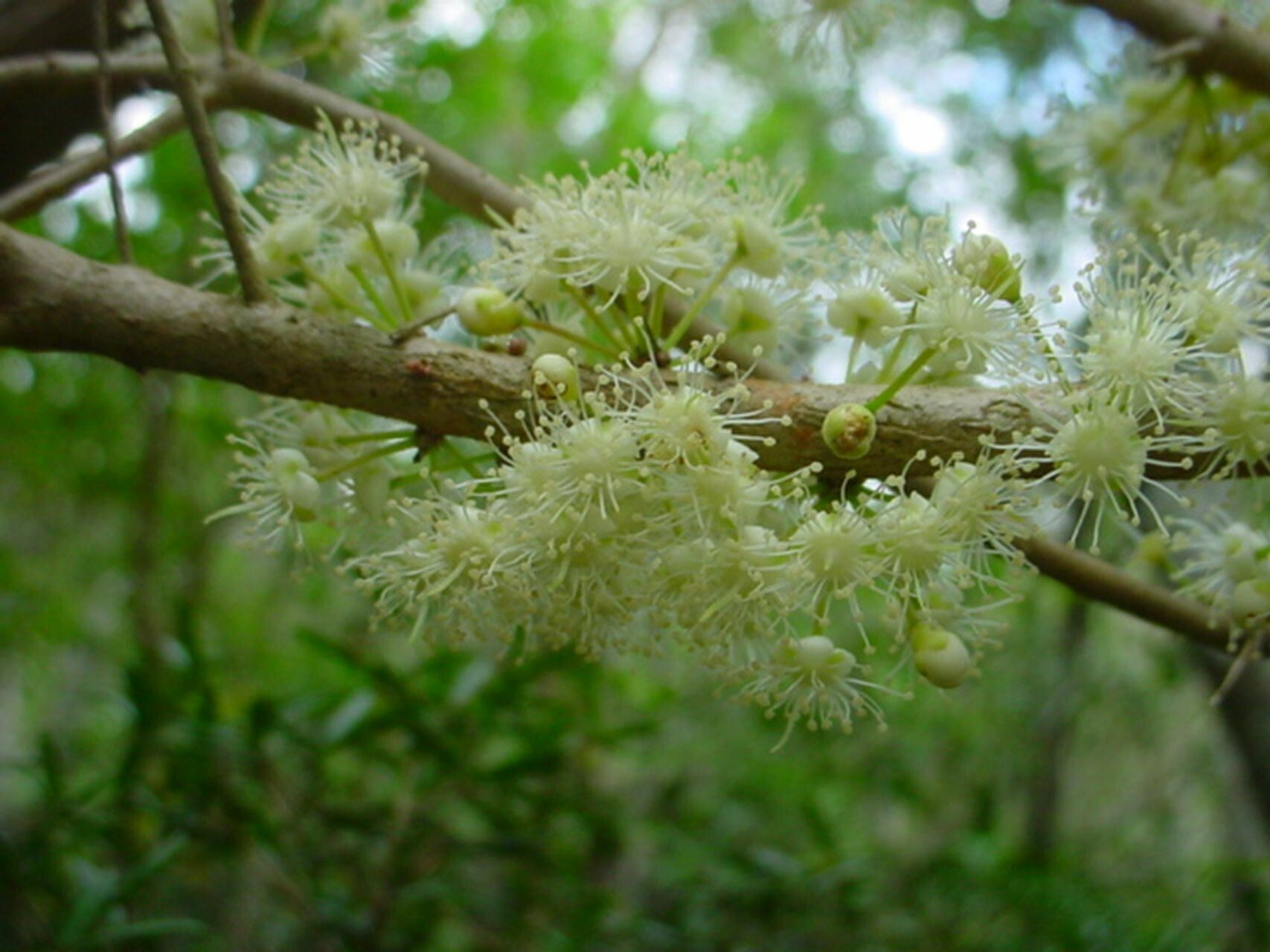 Eugenia ericoides flower