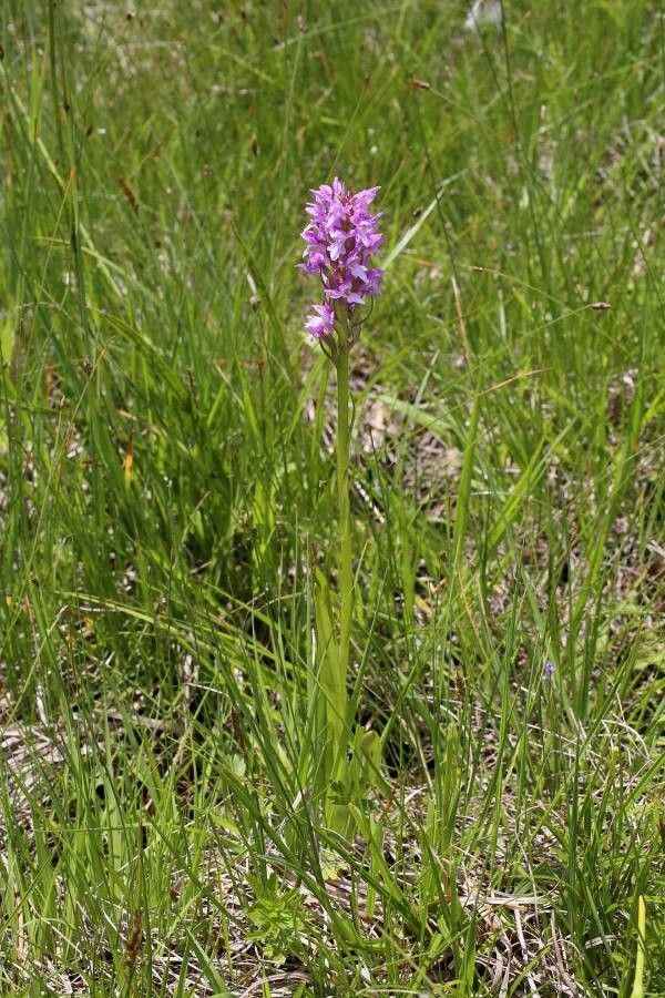 Dactylorhiza kalopissii habit