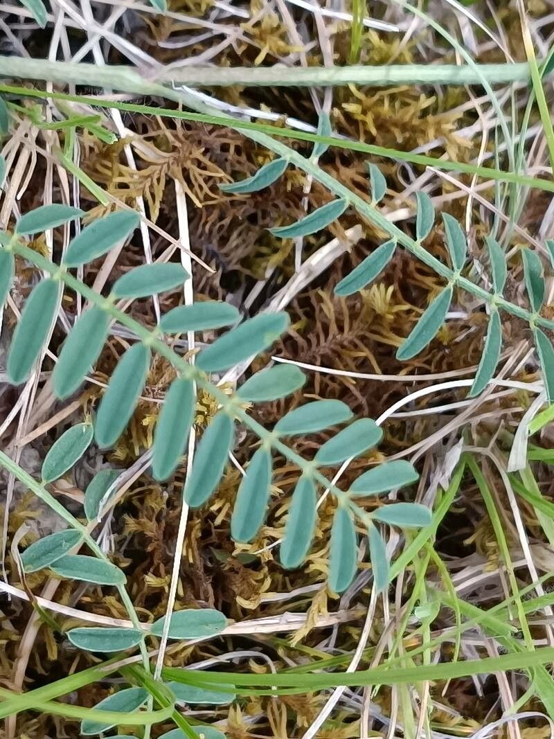 Onobrychis supina — search result for 'Onobrychis'
