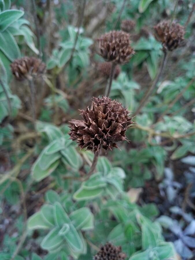 Phlomis fruticosa fruit