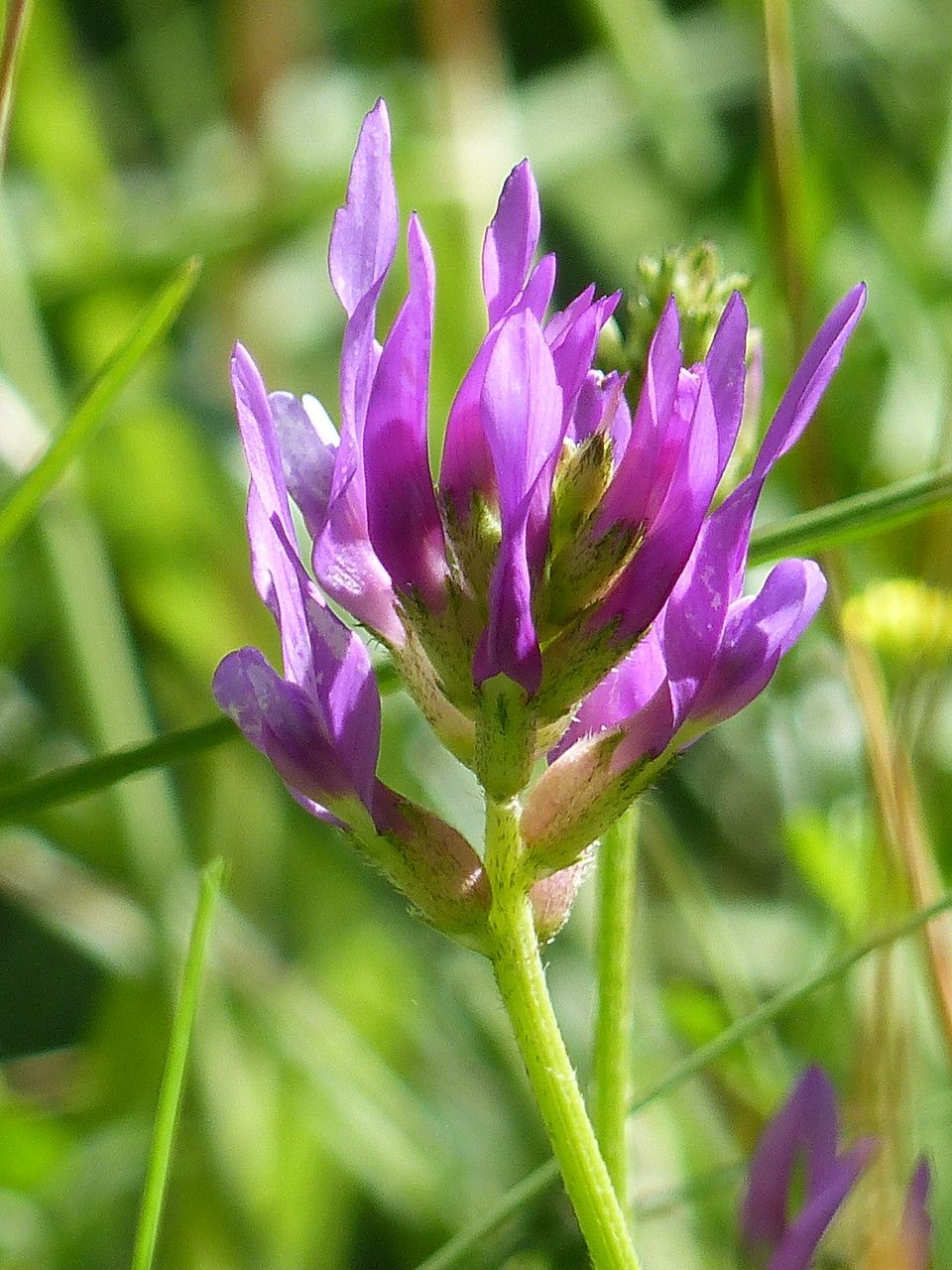 Astragalus onobrychis flower