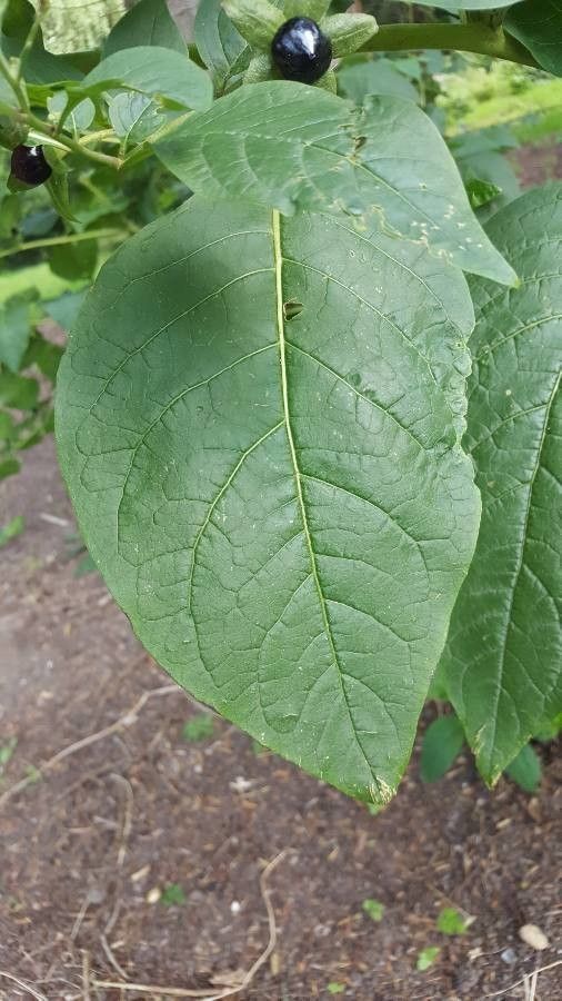 Atropa belladonna — herb houseplant