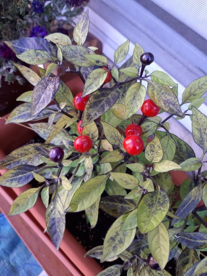 Capsicum eximium fruit