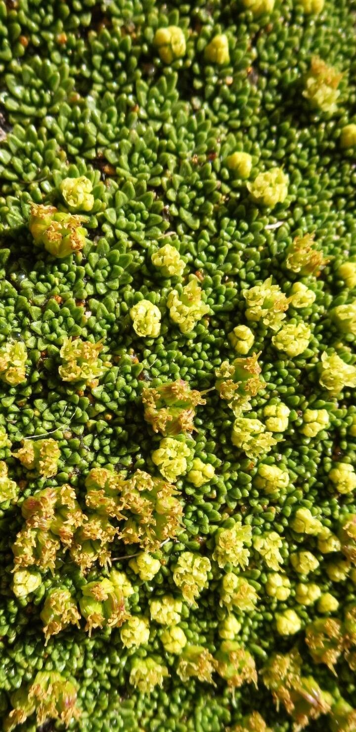 Azorella madreporica flower