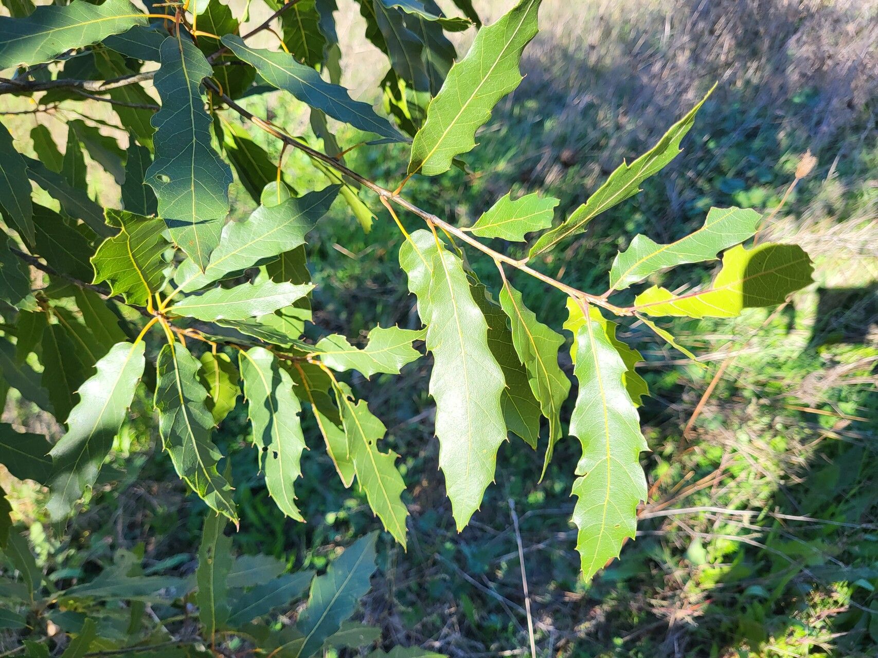 Quercus laurina — houseplant care guide