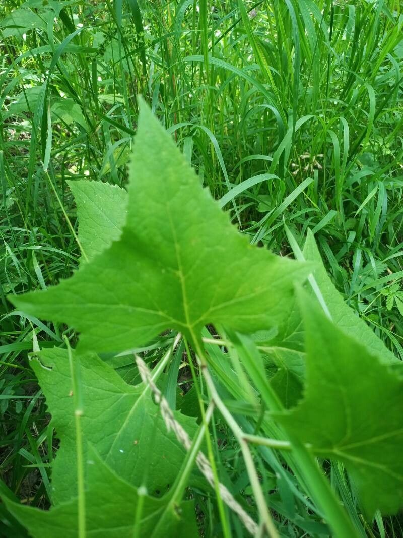 Parasenecio hastatus — houseplant care guide