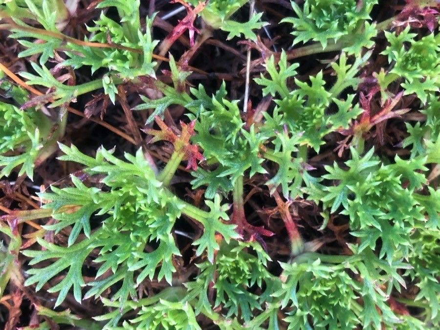 Saxifraga fragosoi — search result for 'Saxifraga'