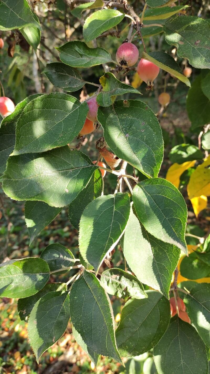 Malus sikkimensis leaf