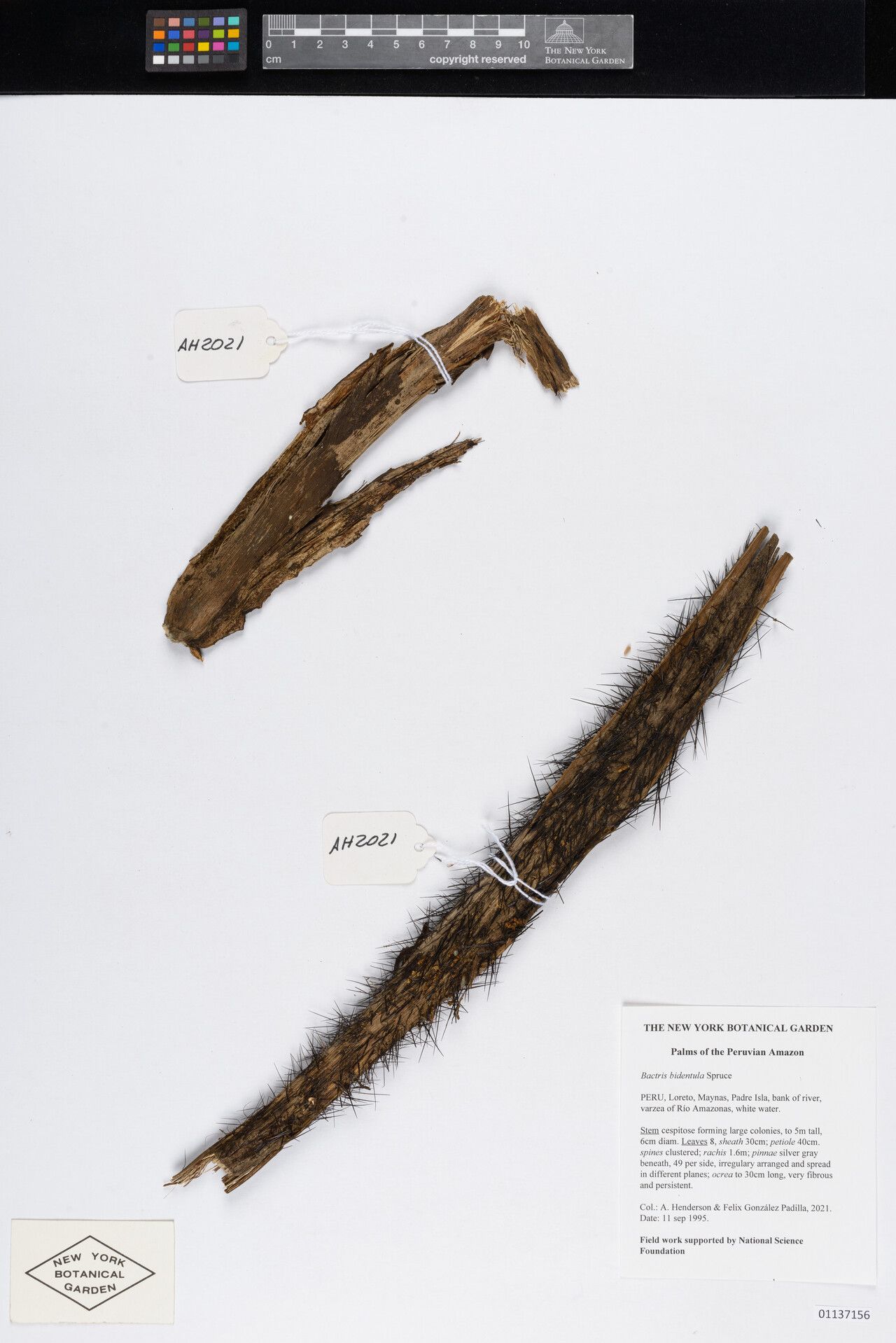 Bactris bidentula bark