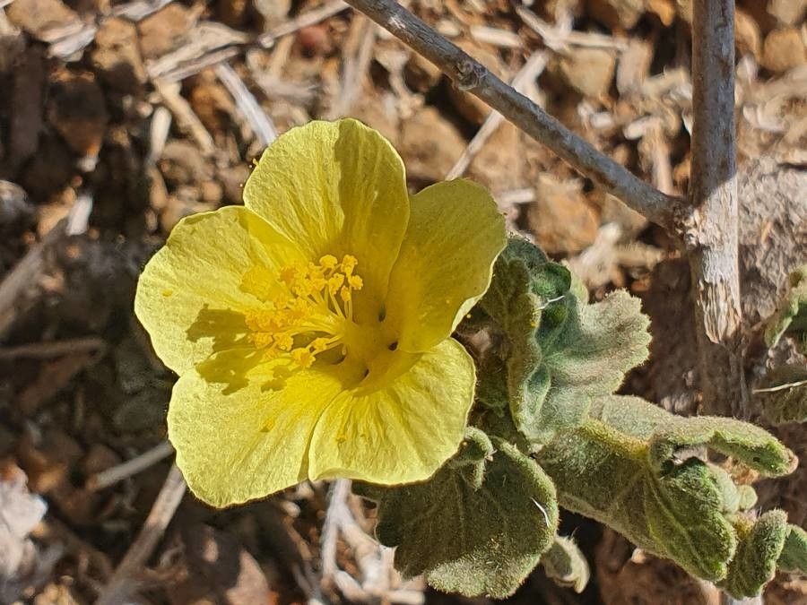 Pavonia gallaensis flower