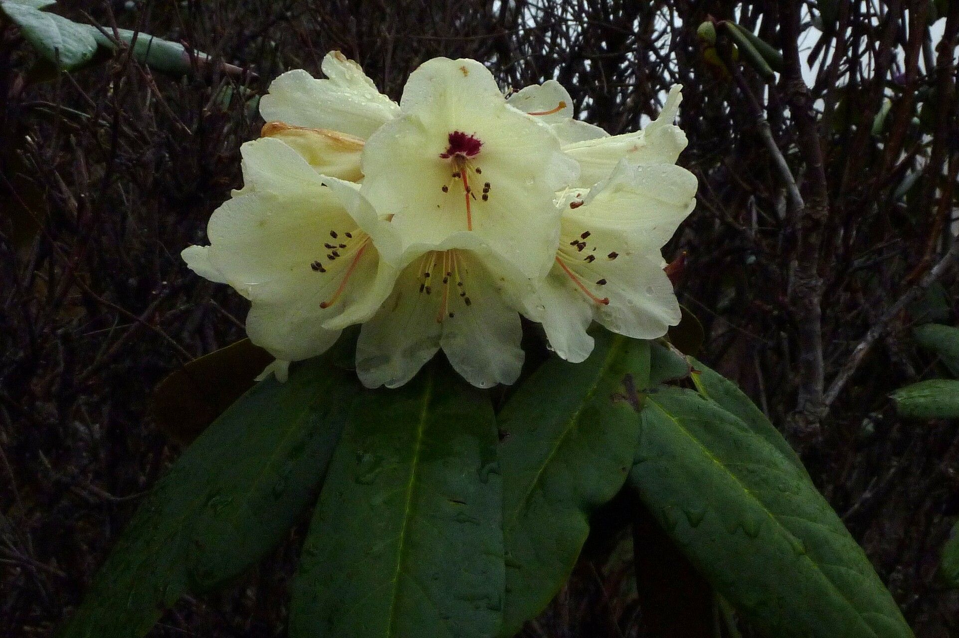 Rhododendron wightii flower