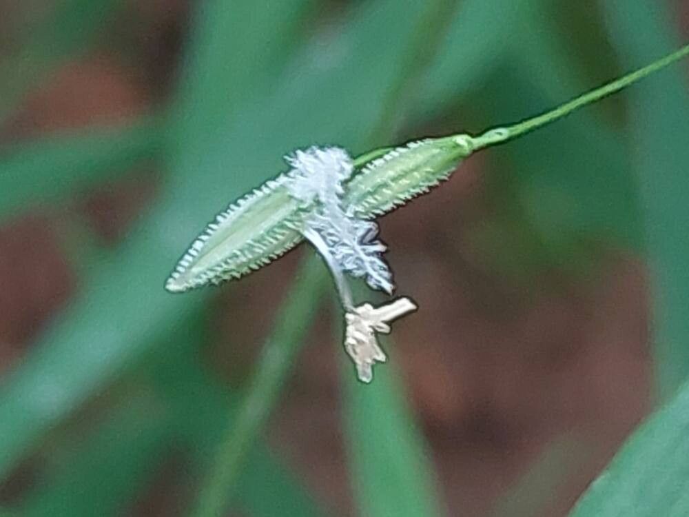 Oryza neocaledonica flower