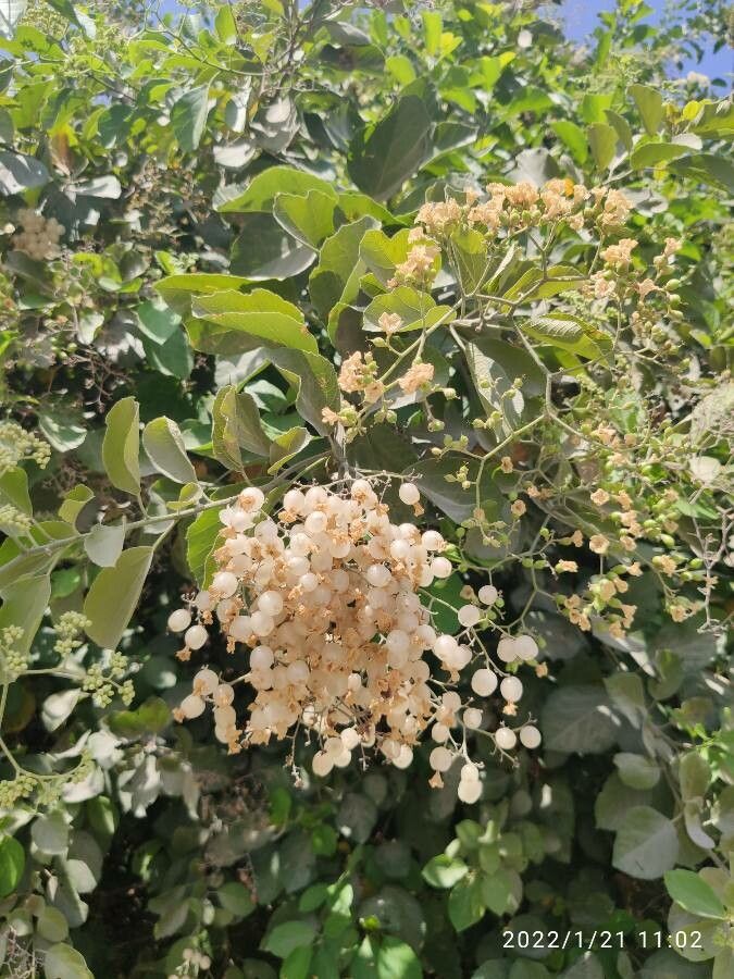 Cordia alba fruit