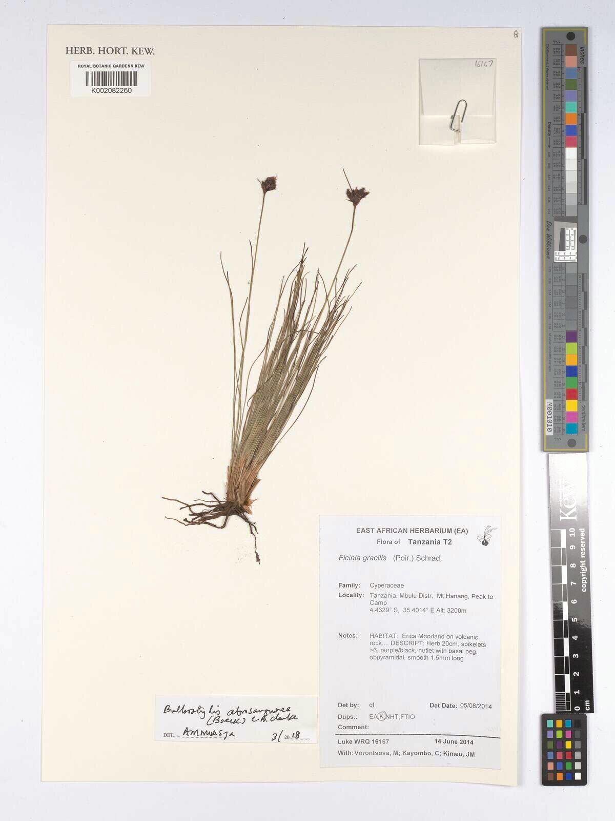 Bulbostylis atrosanguinea — houseplant care guide