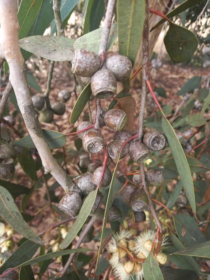 Eucalyptus cosmophylla fruit