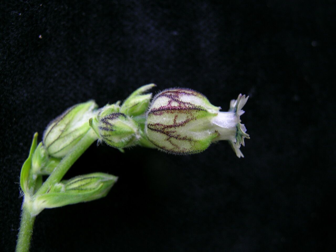 Silene khasiana habit