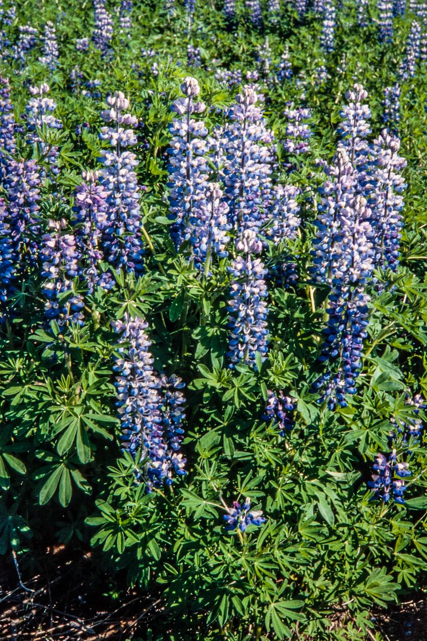 Lupinus nootkatensis leaf