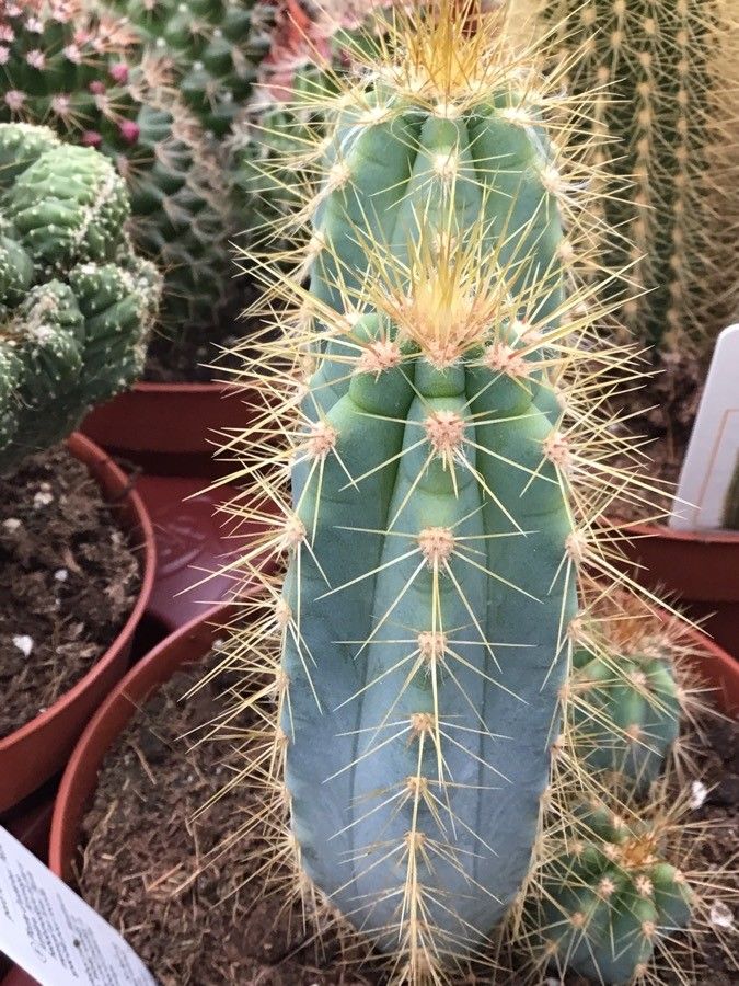 Pilosocereus azulensis — search result for 'Pilosocereus'