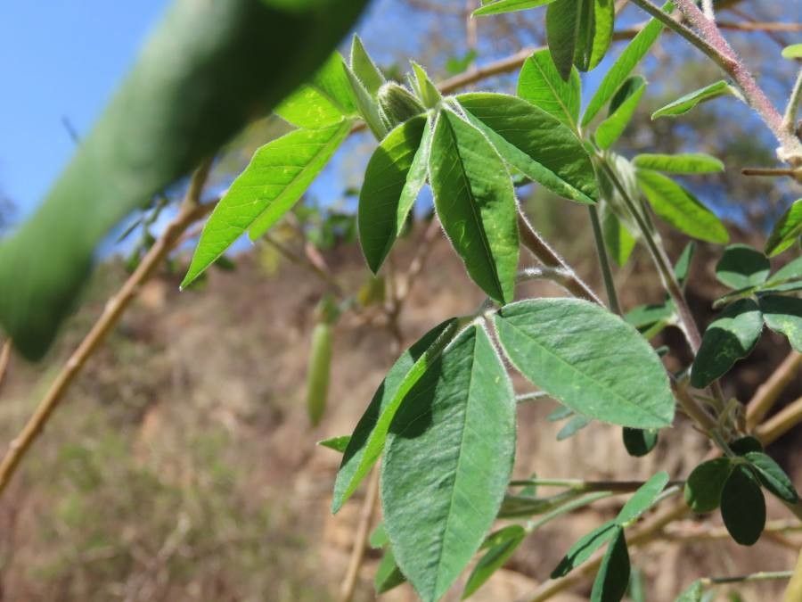 Crotalaria agatiflora — search result for 'Crotalaria'