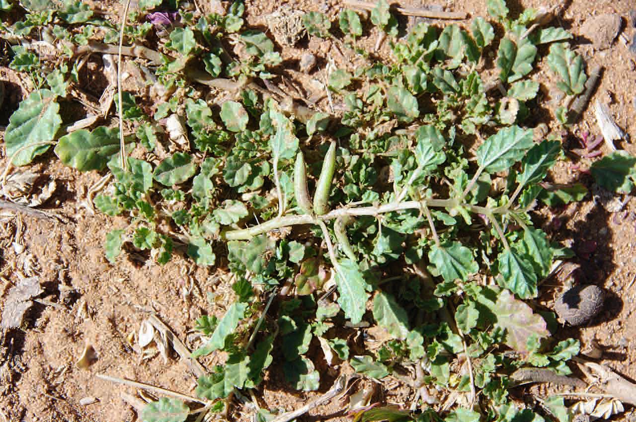 Corchorus depressus fruit