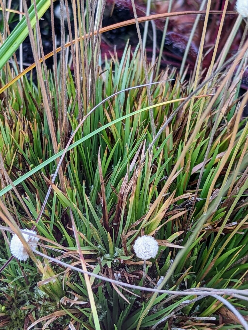 Syngonanthus flavidulus — houseplant care guide