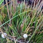 Syngonanthus flavidulus