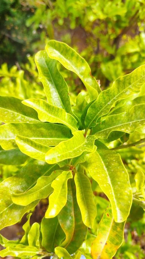 Sideroxylon canariense — related species from the same genus