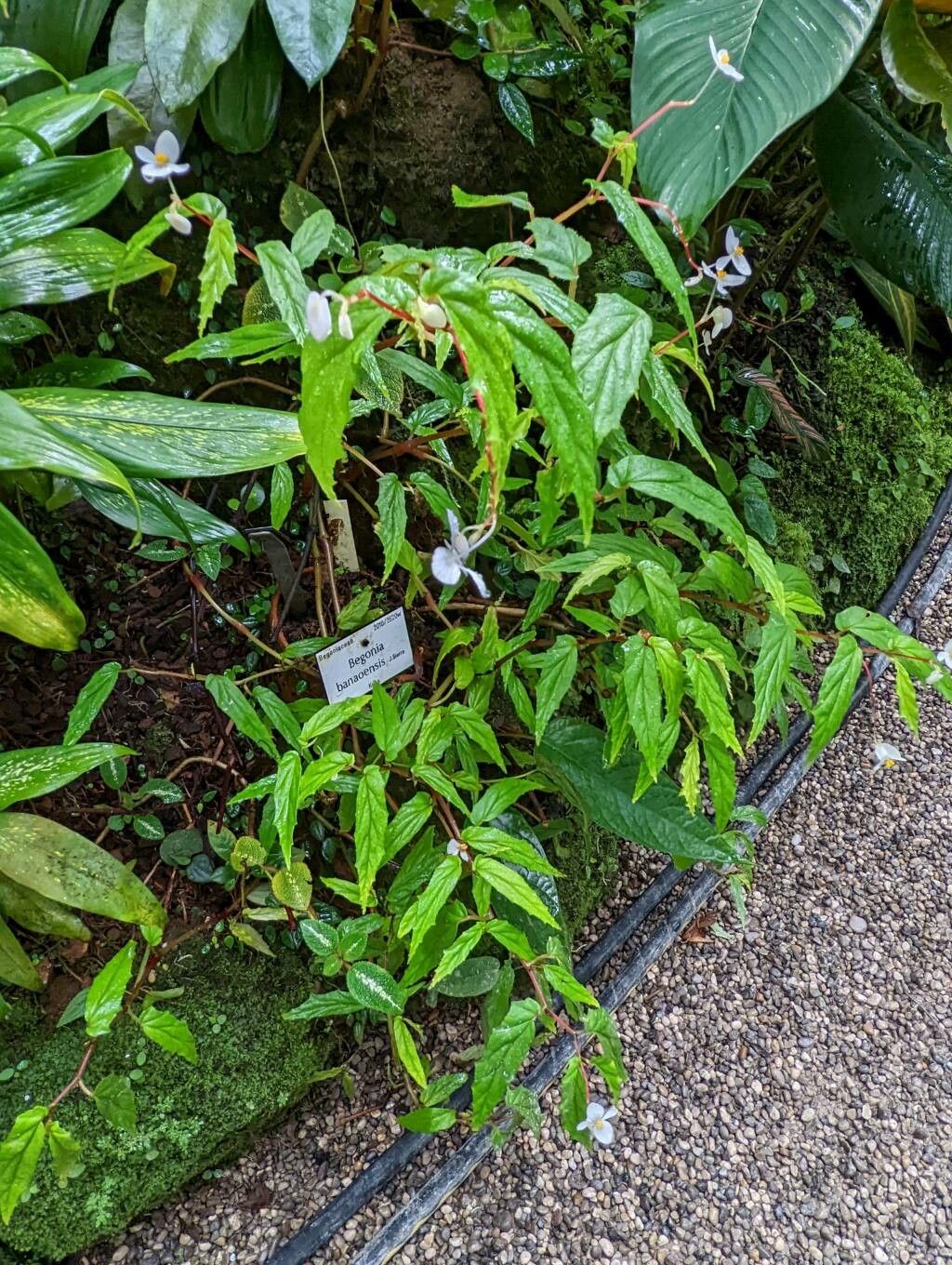 Begonia banaoensis habit