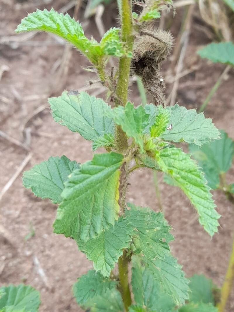 Melochia anomala leaf