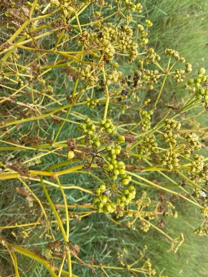 Ferulago campestris fruit