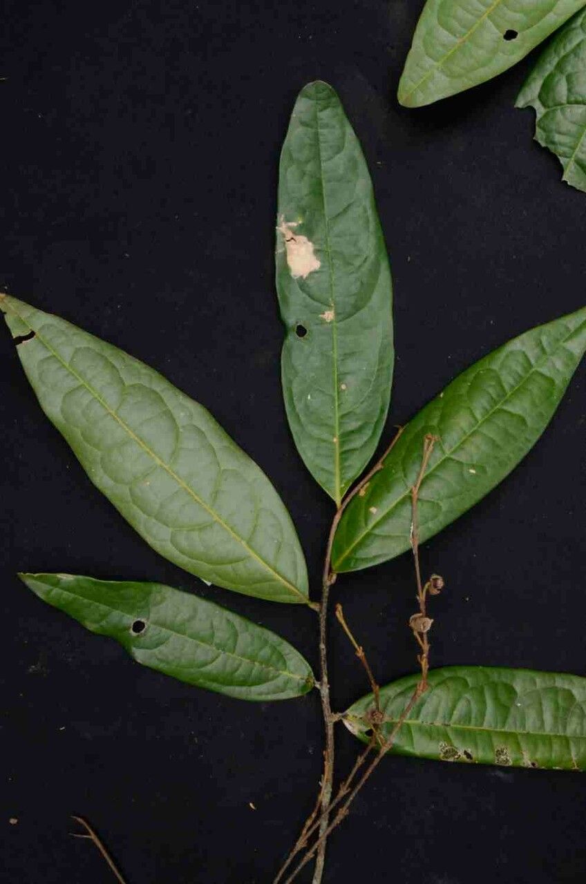 Duguetia sessilis other