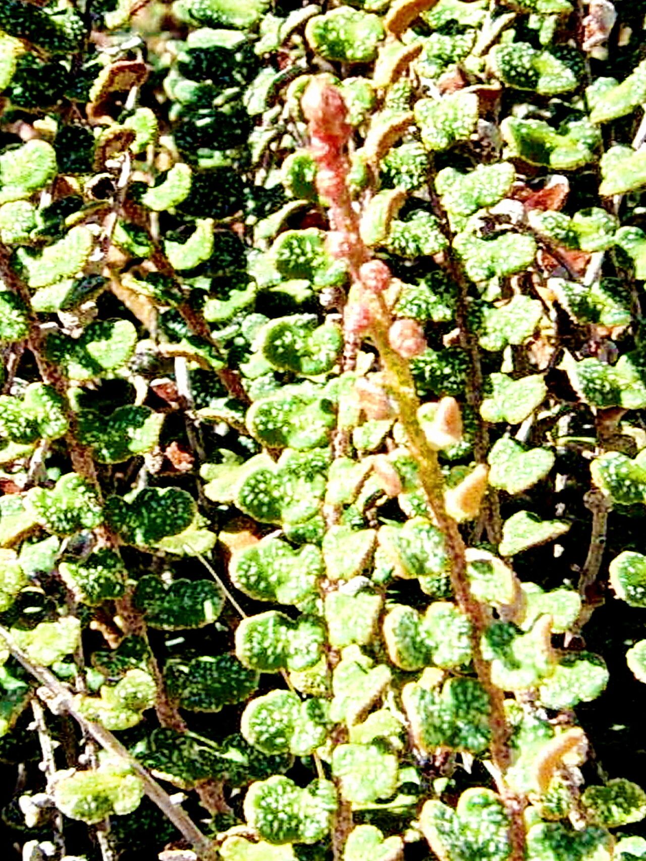 Hemionitis cochisensis — houseplant care guide