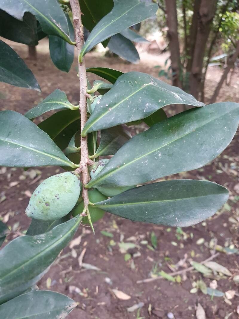 Warburgia ugandensis fruit