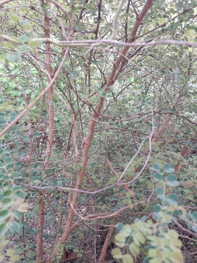 Senegalia gourmaensis bark