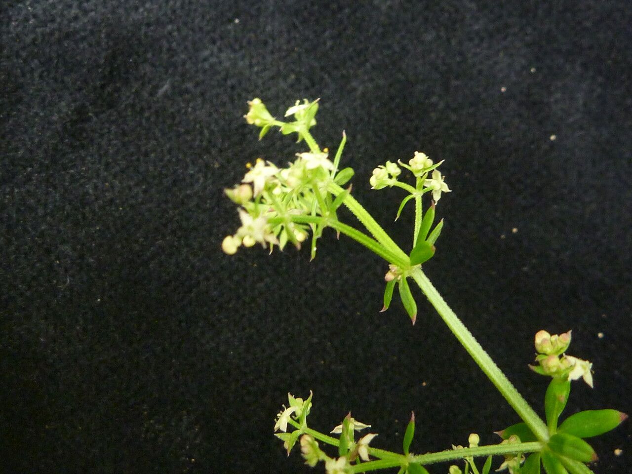 Galium asperifolium — houseplant care guide