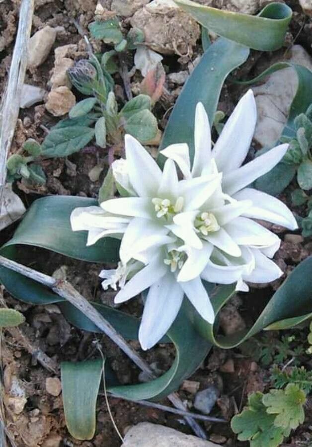 Ornithogalum lanceolatum — search result for 'Ornithogalum'