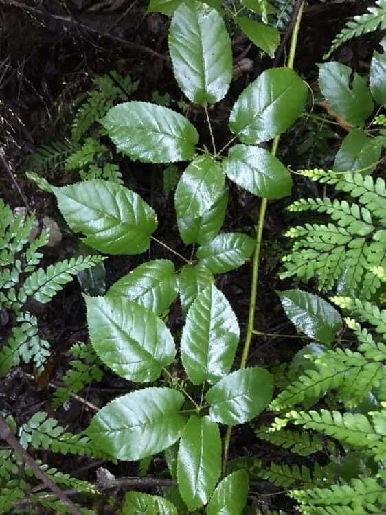 Vitex lucens — search result for 'Verbenaceae'