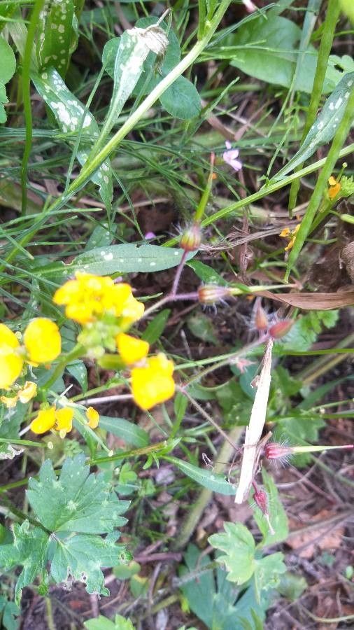 Arabis auriculata fruit
