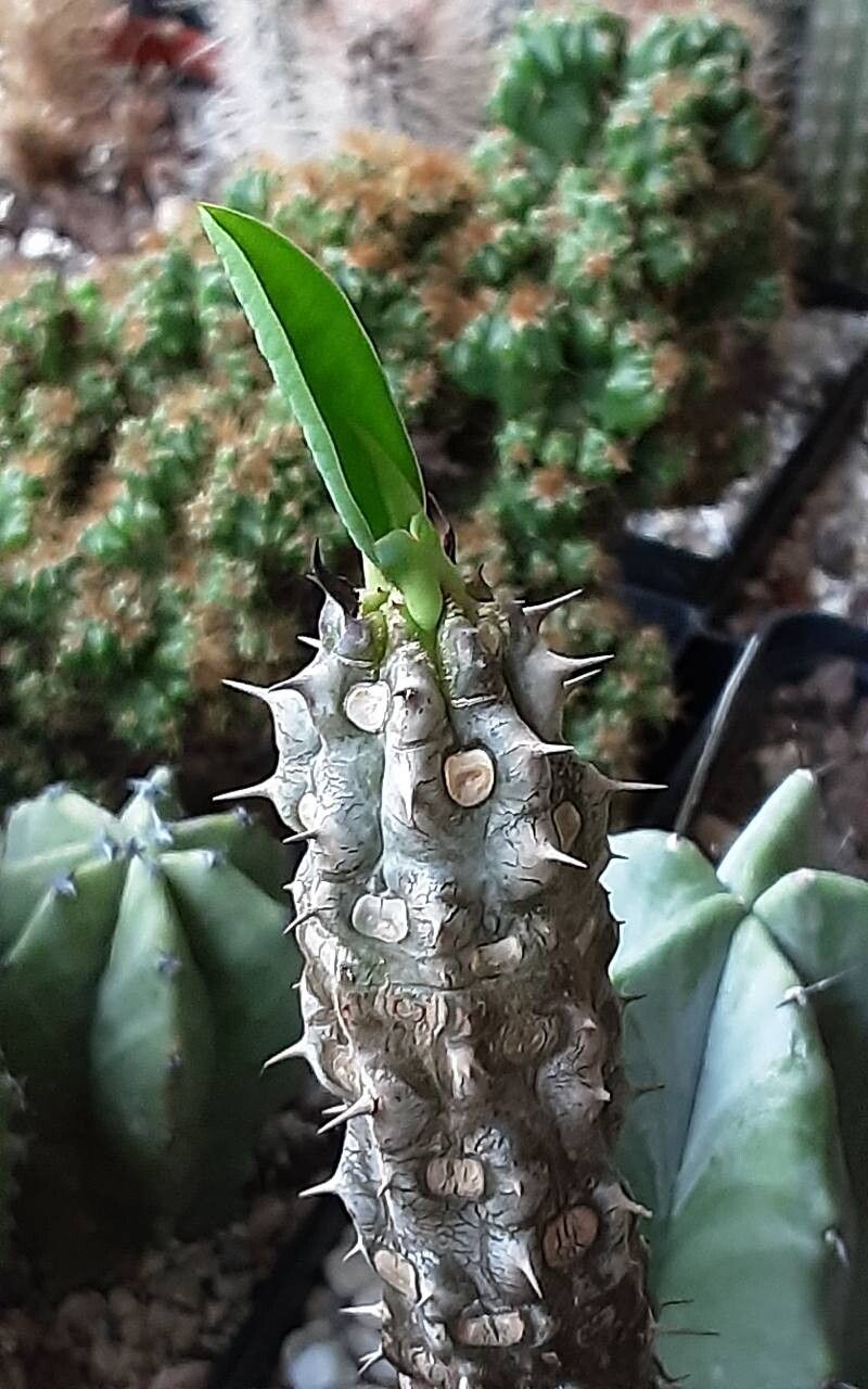 Euphorbia hislopii — houseplant care guide