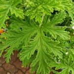 Citronella costaricensis