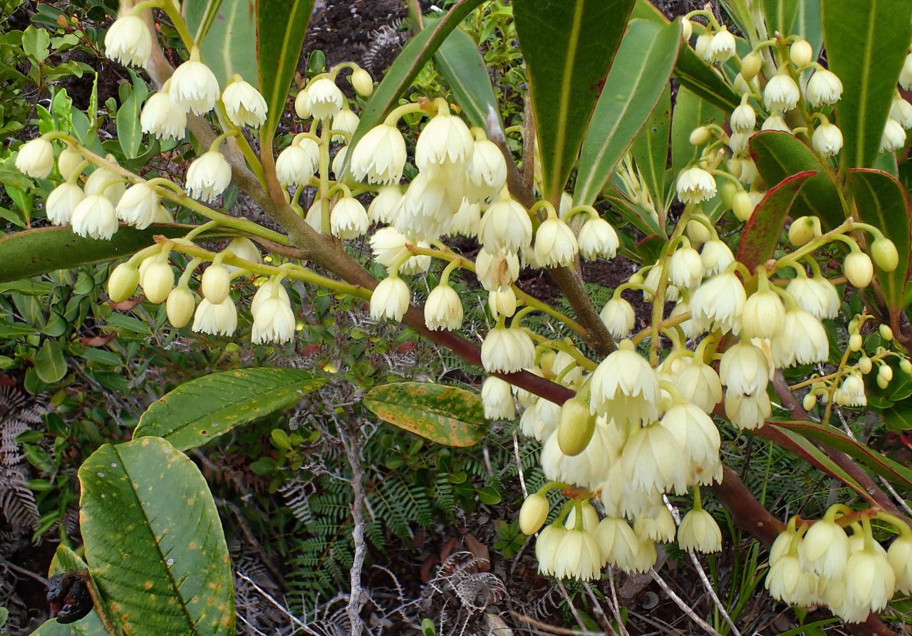 Elaeocarpus nodosus flower