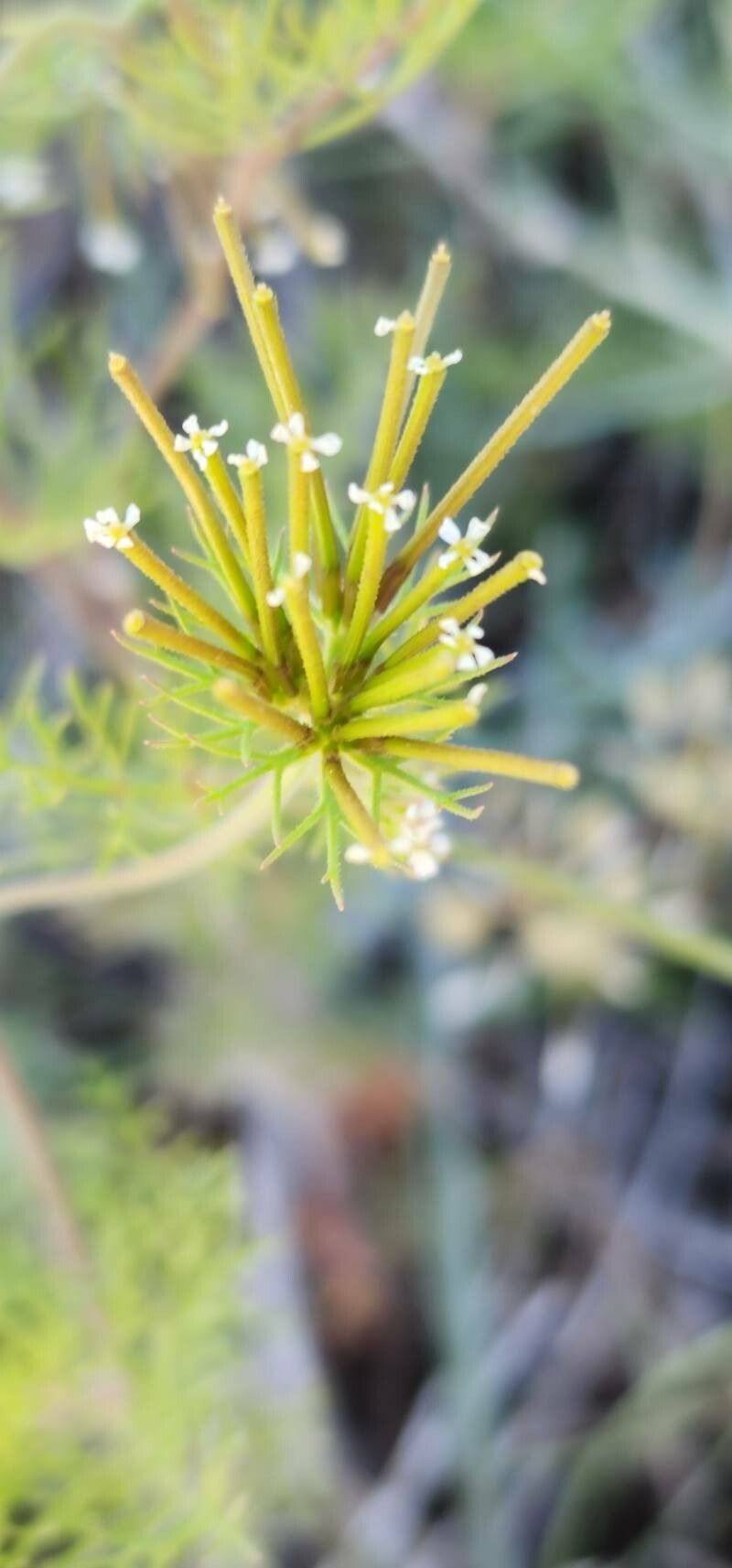 Scandix stellata fruit