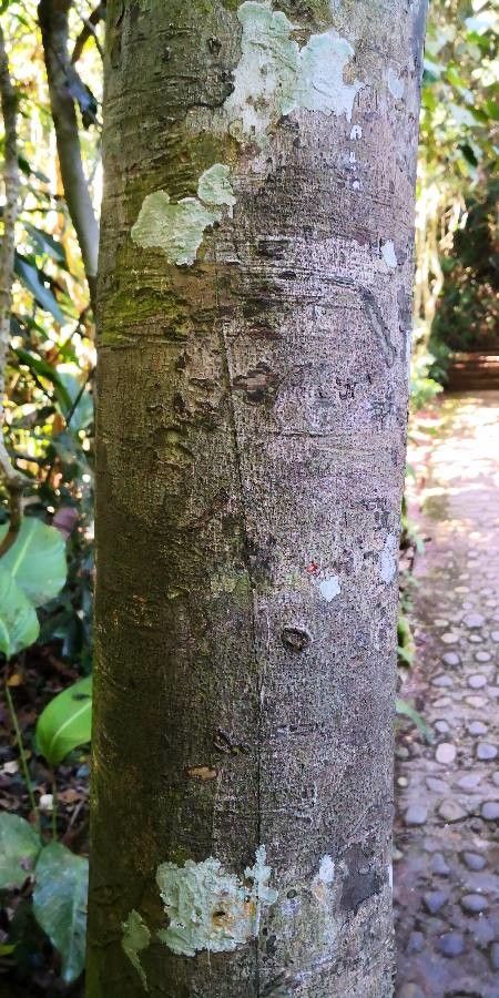 Beilschmiedia roxburghiana — search result for 'Lauraceae'