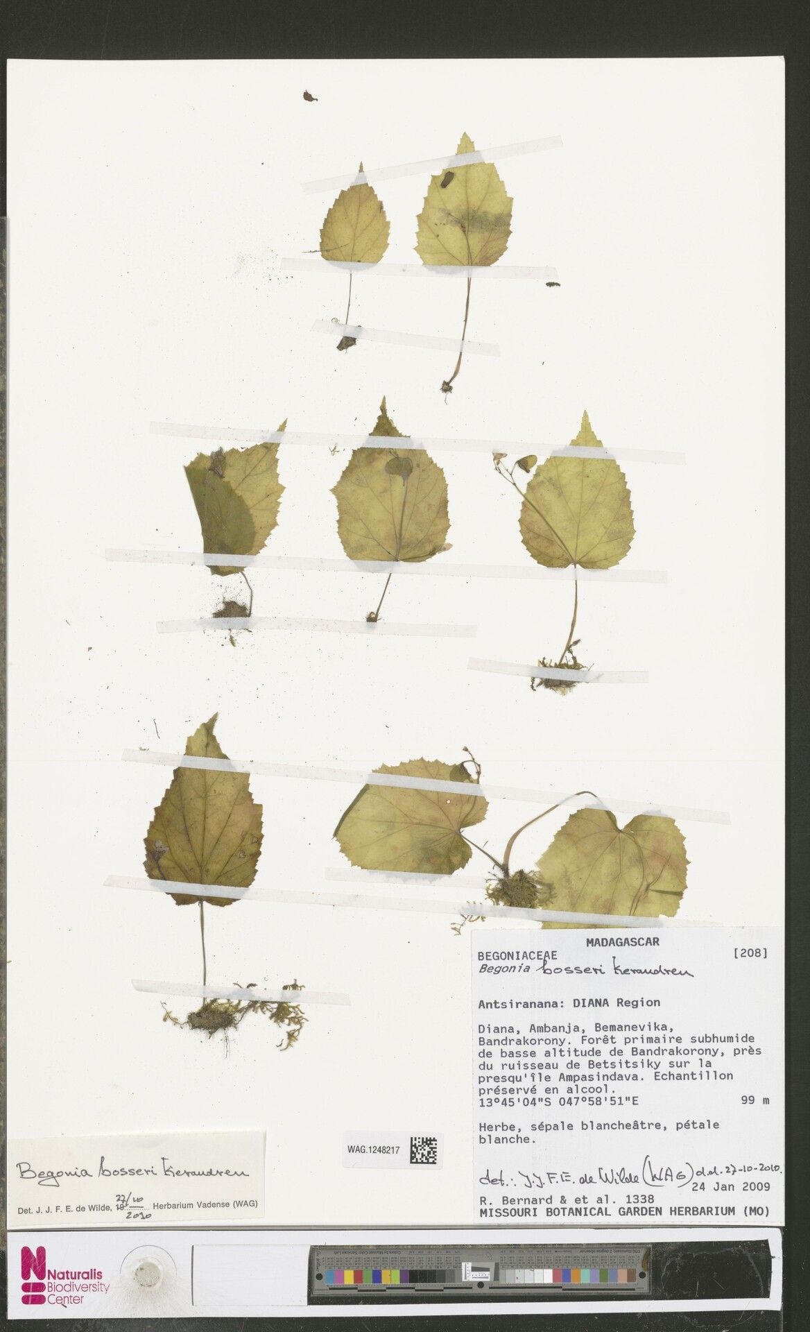 Begonia bosseri — houseplant care guide