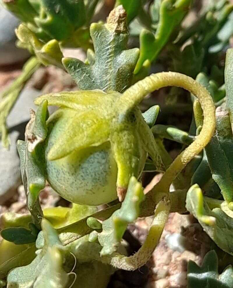 Solanum sinuatirecurvum fruit